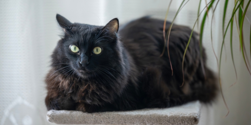 20 пород чёрных кошек, которые совсем не кажутся страшными