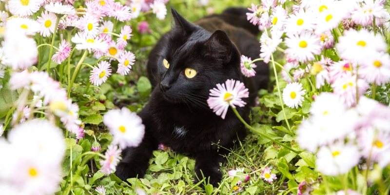 20 пород чёрных кошек, которые совсем не кажутся страшными