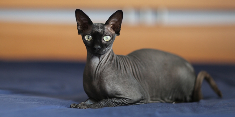 20 пород чёрных кошек, которые совсем не кажутся страшными