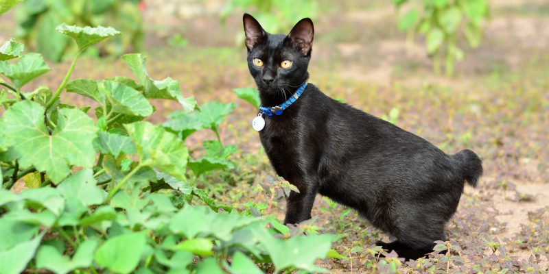 20 пород чёрных кошек, которые совсем не кажутся страшными
