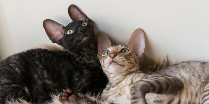 20 пород чёрных кошек, которые совсем не кажутся страшными