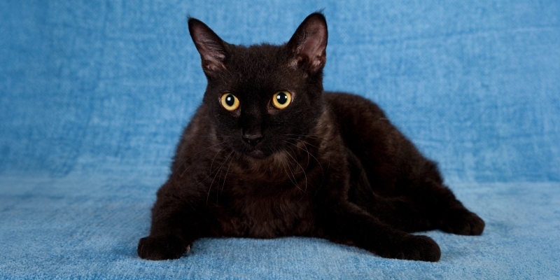 20 пород чёрных кошек, которые совсем не кажутся страшными