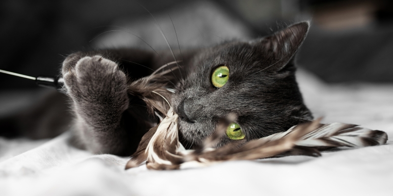 20 пород чёрных кошек, которые совсем не кажутся страшными