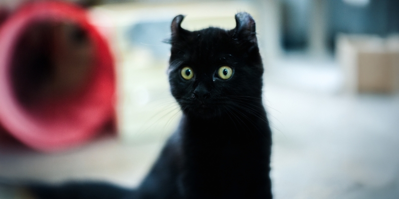 20 пород чёрных кошек, которые совсем не кажутся страшными