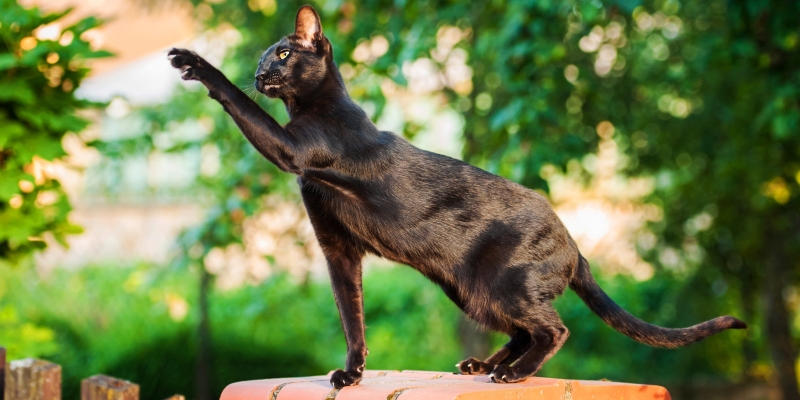 20 пород чёрных кошек, которые совсем не кажутся страшными