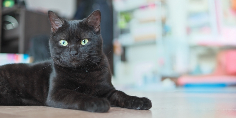 20 пород чёрных кошек, которые совсем не кажутся страшными