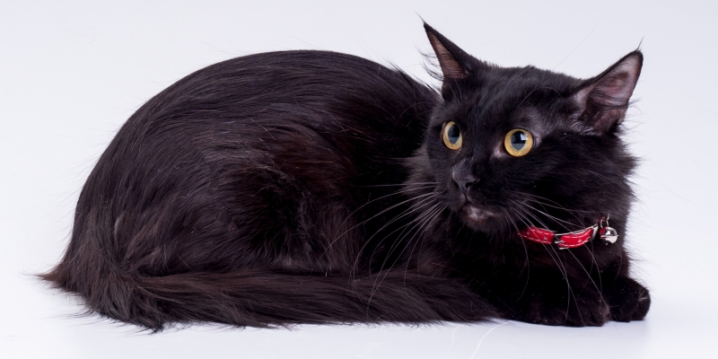 20 пород чёрных кошек, которые совсем не кажутся страшными