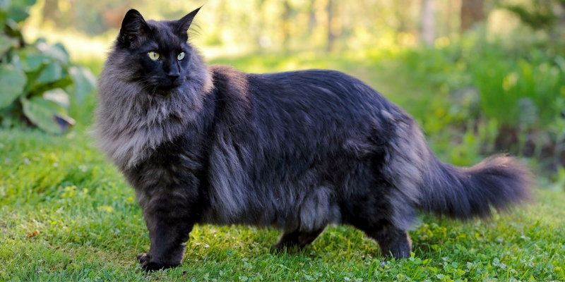 20 пород чёрных кошек, которые совсем не кажутся страшными