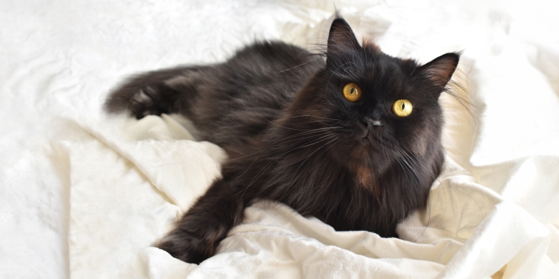 20 пород чёрных кошек, которые совсем не кажутся страшными