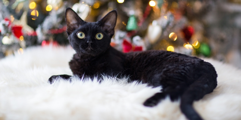 20 пород чёрных кошек, которые совсем не кажутся страшными