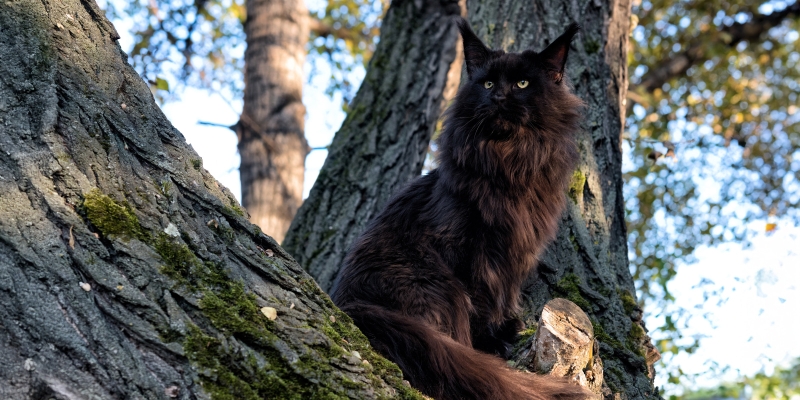 20 пород чёрных кошек, которые совсем не кажутся страшными