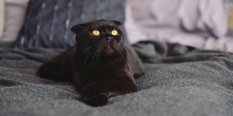 20 пород чёрных кошек, которые совсем не кажутся страшными