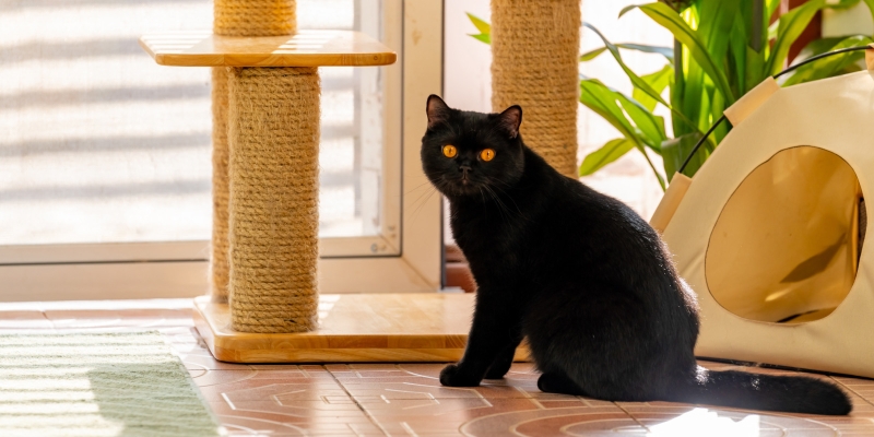 20 пород чёрных кошек, которые совсем не кажутся страшными