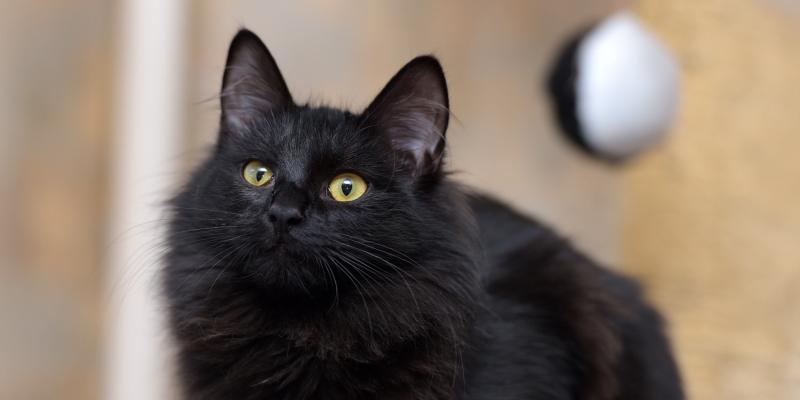 20 пород чёрных кошек, которые совсем не кажутся страшными