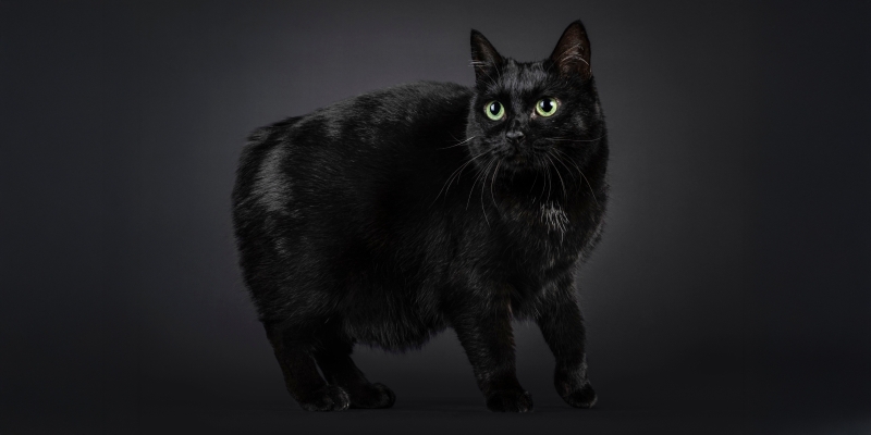 20 пород чёрных кошек, которые совсем не кажутся страшными
