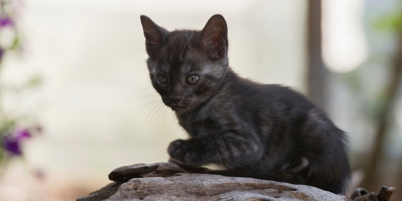 20 пород чёрных кошек, которые совсем не кажутся страшными