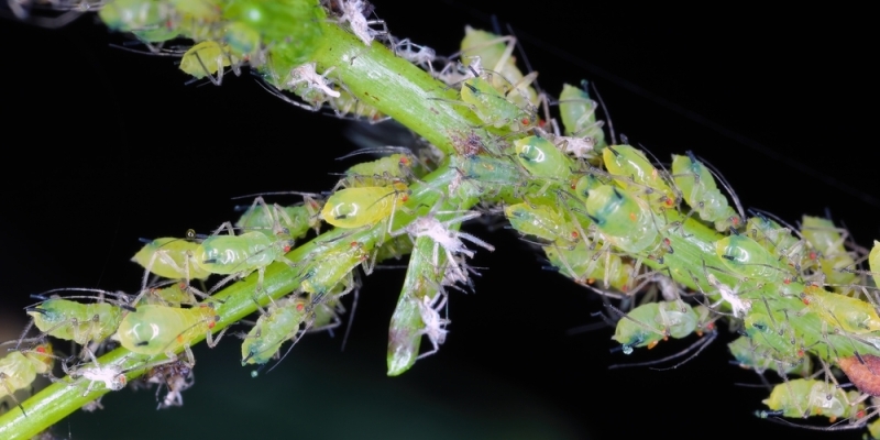 Как ухаживать за шеффлерой в домашних условиях