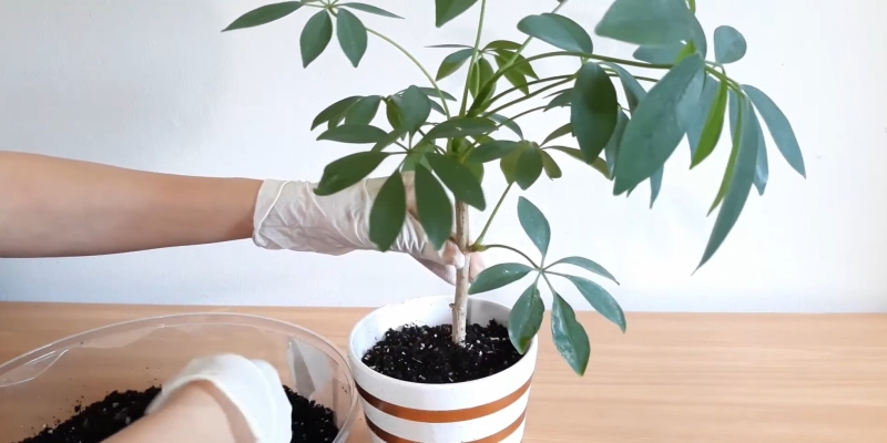 Как ухаживать за шеффлерой в домашних условиях