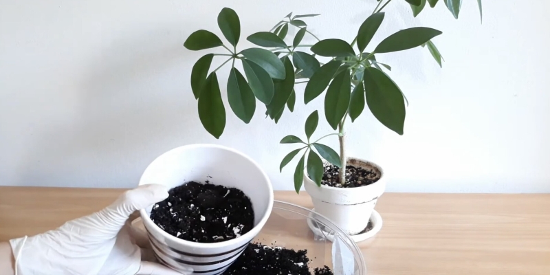 Как ухаживать за шеффлерой в домашних условиях