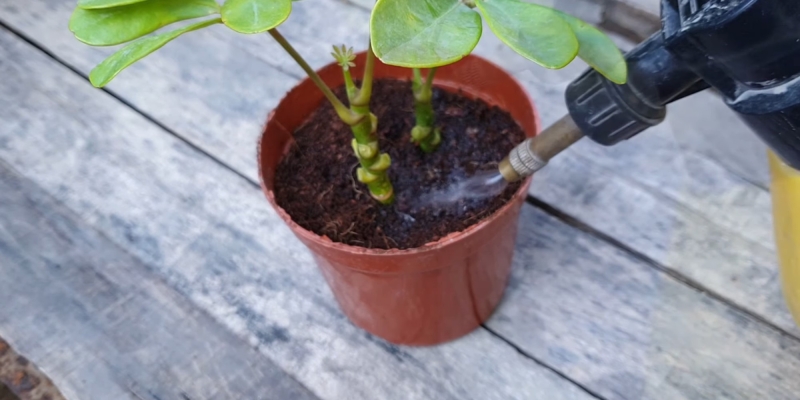 Как ухаживать за шеффлерой в домашних условиях