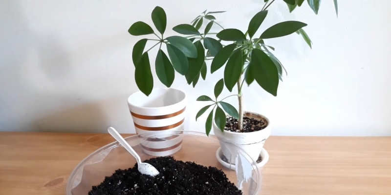 Как ухаживать за шеффлерой в домашних условиях