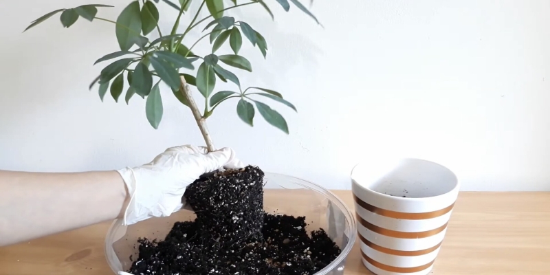 Как ухаживать за шеффлерой в домашних условиях