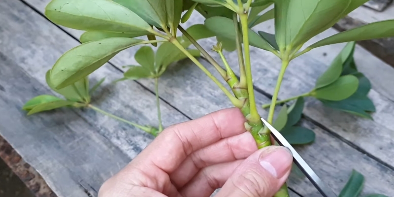 Как ухаживать за шеффлерой в домашних условиях