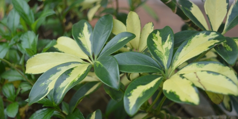 Как ухаживать за шеффлерой в домашних условиях