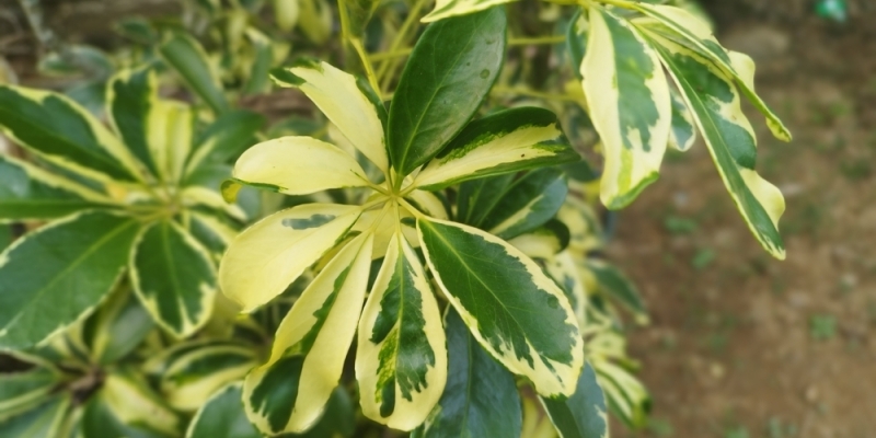 Как ухаживать за шеффлерой в домашних условиях