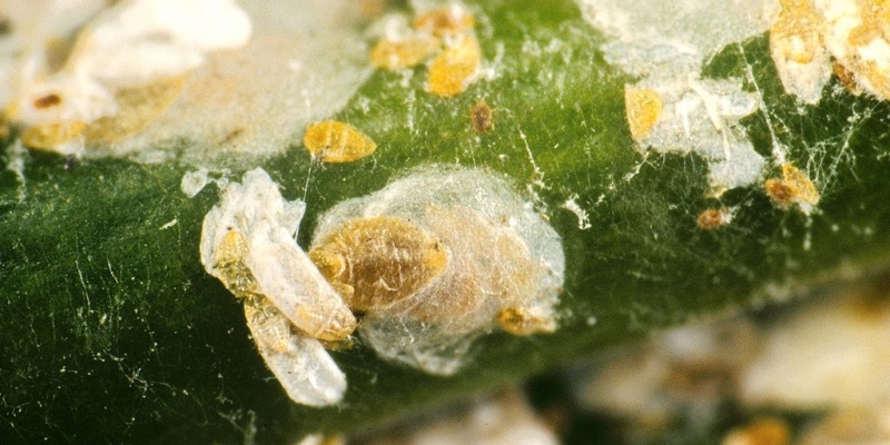 Как ухаживать за шеффлерой в домашних условиях