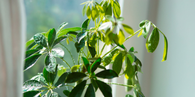 Как ухаживать за шеффлерой в домашних условиях