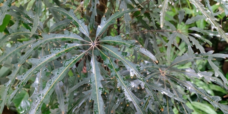 Как ухаживать за шеффлерой в домашних условиях