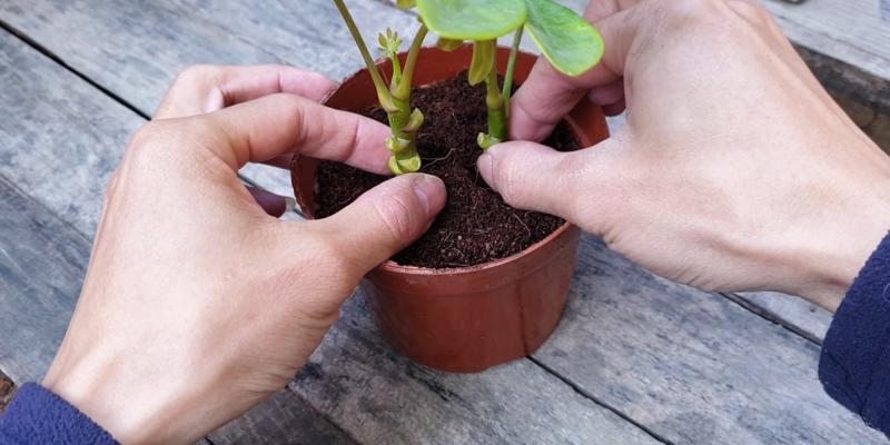 Как ухаживать за шеффлерой в домашних условиях