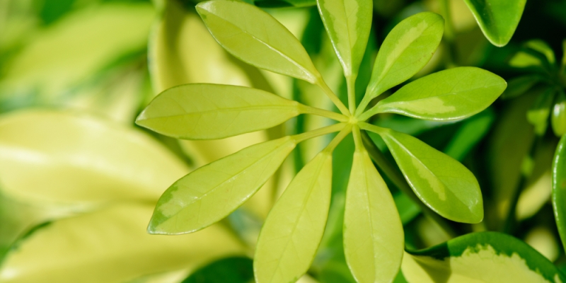 Как ухаживать за шеффлерой в домашних условиях