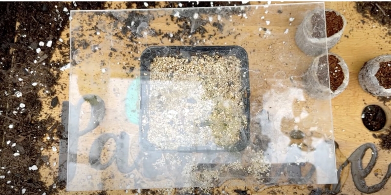 Как вырастить банан в домашних условиях