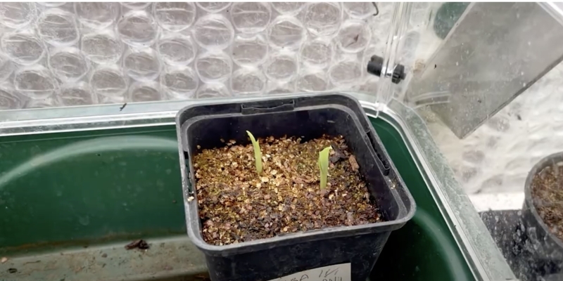 Как вырастить банан в домашних условиях