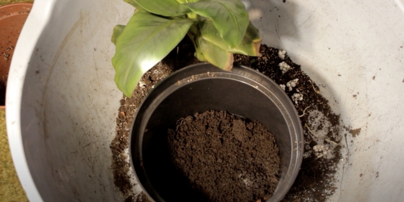 Как вырастить банан в домашних условиях