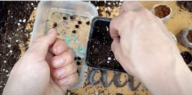 Как вырастить банан в домашних условиях