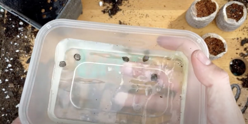 Как вырастить банан в домашних условиях