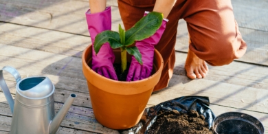Как вырастить банан в домашних условиях
