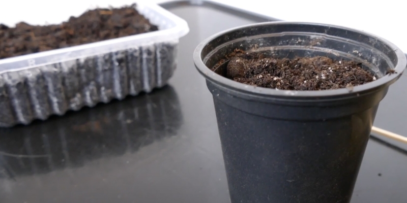 Как вырастить банан в домашних условиях