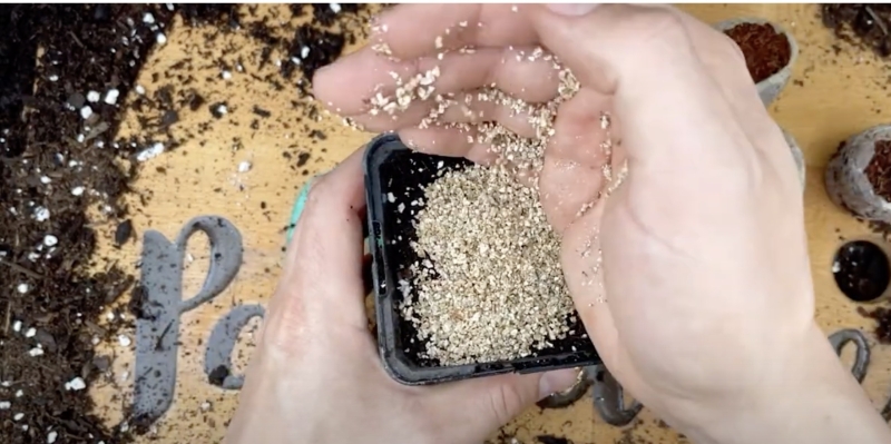 Как вырастить банан в домашних условиях