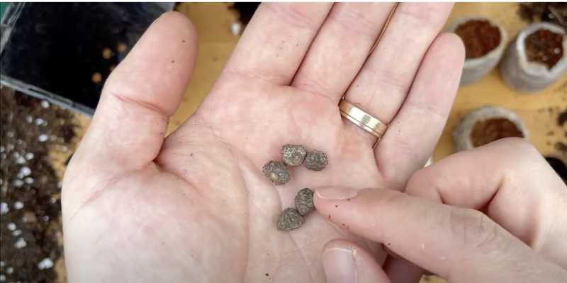 Как вырастить банан в домашних условиях