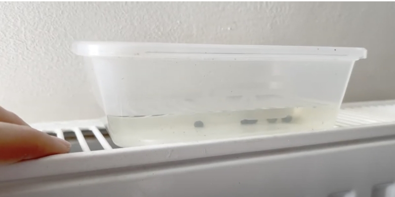 Как вырастить банан в домашних условиях