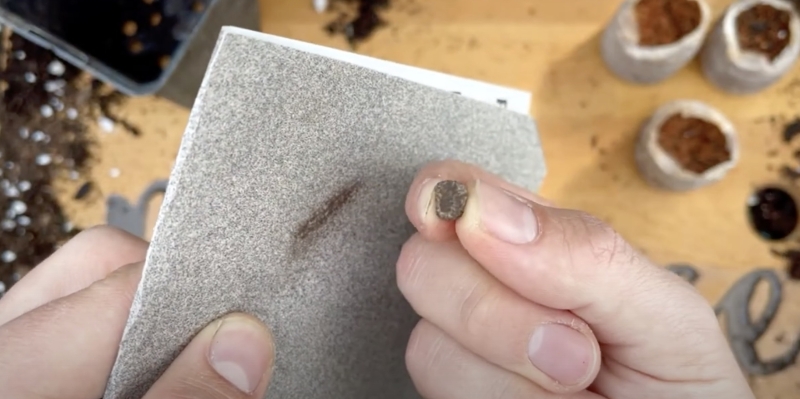 Как вырастить банан в домашних условиях