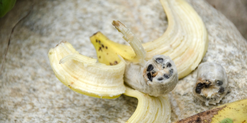 Как вырастить банан в домашних условиях