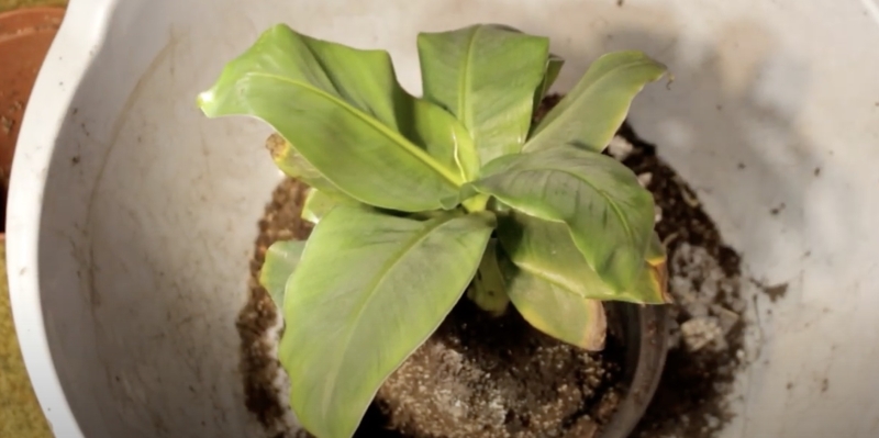 Как вырастить банан в домашних условиях