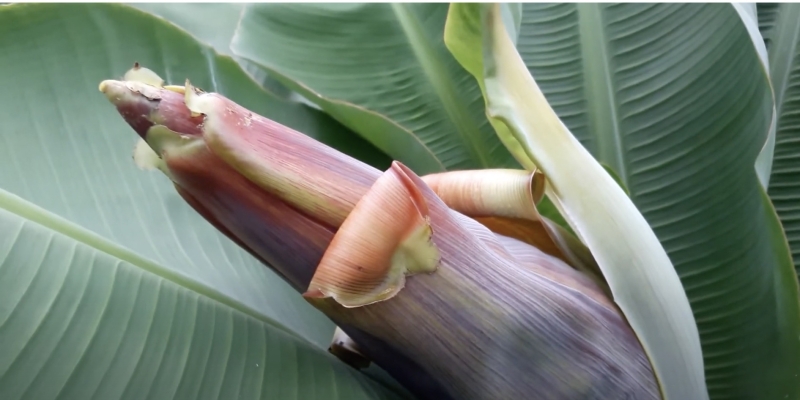 Как вырастить банан в домашних условиях