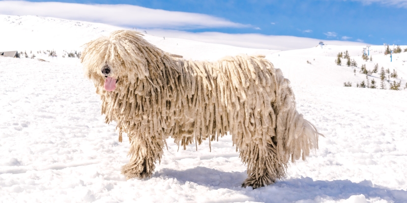 10 очень пушистых пород собак