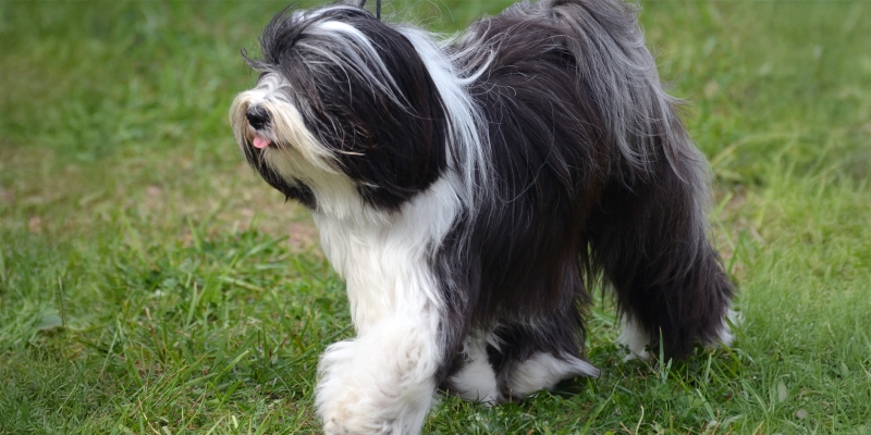 10 очень пушистых пород собак